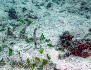 Spotted Garden Eel (Heteroconger hassi)