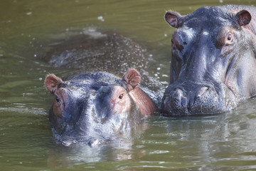 Two hippos n the water close-up in Africa