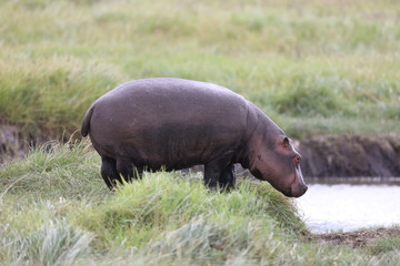 Young baby  hippopotamus looking into the water in Africa