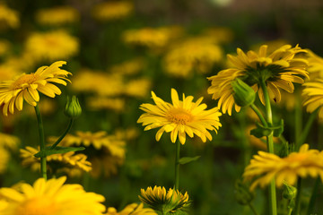 Doronicum - spring yellow daisy blossom in the garden, blurred beautiful flowers on background