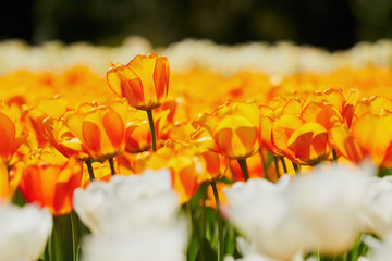 Beautiful blooming of yellow and white tulips in spring. Intentionally out of focus.