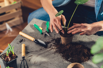 Florist Woman Seedling Plants in Her Flower Shop