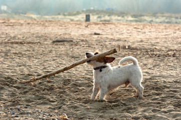 on the deserted beach, a small dog play with a larger branch of him