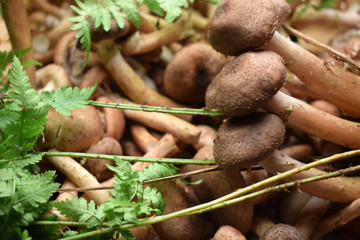Armillaria mellea ft9110_0188 Funghi chiodini Puza Honiggelber Hallimasch honey fungus
