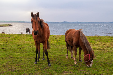 Fototapeta premium Pferde auf der Insel Poel