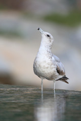 Seagull with its head up drinking water