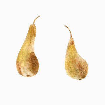 Pear fruit watercolor autumn illustration isolated object on white background for print or design.