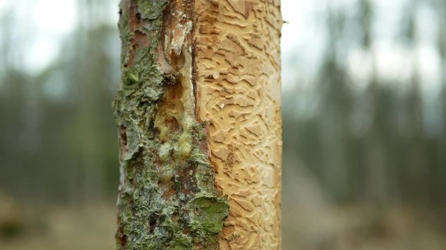 Bark beetle pest Ips typographus, spruce and bast tree sap fluid infested and attacked by European spruce, making their way wood larva larvae, clear cut calamity, caterpillar dead trees