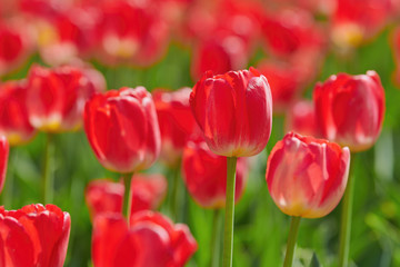Red tulips bloomed in spring.