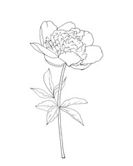 Vector outline flower peony, branch and leaves. Isolated on white background.  Hand drawn. Doodle style. For floral design, prints, greeting card, textiles, invitations. Stock illustration.