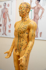 anatomy of human body
