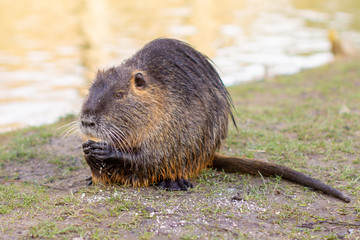Naklejka premium Nutria, Myocastor coypus or river rat the wild near the river