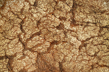 Baked bread texture
