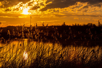 Sonnenuntergang im Schilf des Federsees bei Bad Buchau in Oberschwaben