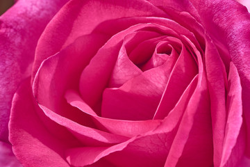 frame filling macro photo of a pink rose with the name Parole