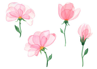 Watercolor set of pink flowers with transparent petals isolated on a white background. Hand drawing, delicate soft colors.