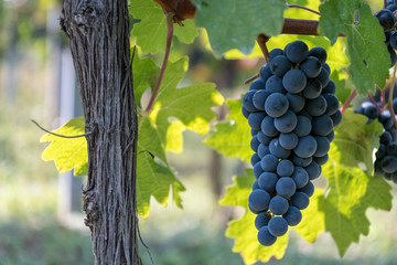 grapes on vine