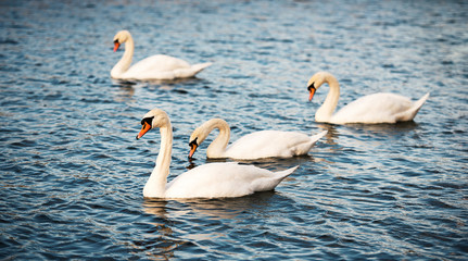 Fototapeta premium Group of white swans on the river