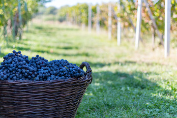 bunch of grapes in vineyard