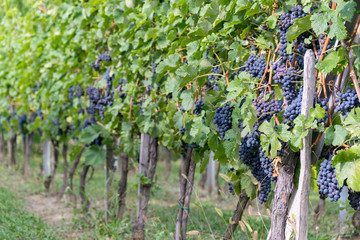 Fototapeta na wymiar grapes on the vine