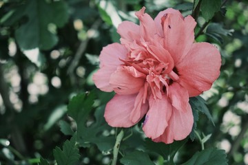 Photo of a bright pink flower