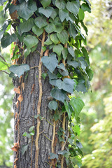 Ivy on a Tree Trunk