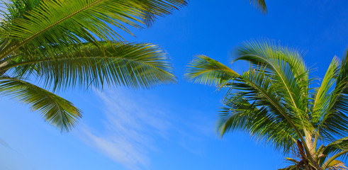 Obraz na płótnie Canvas Palm trees and blue sky.