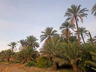 Obraz premium The valley of palm trees in the oasis of Figuig in Morocco