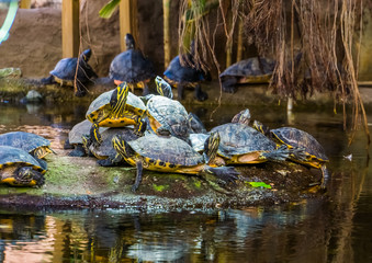 yellow bellied cumberland slider turtle nest on a rock in the water, tropical reptile specie from...
