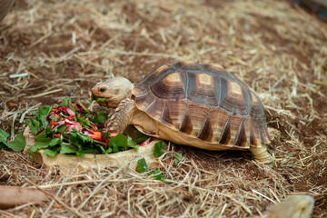 Little turtles eating fruits and vegetables nature animal life