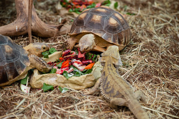 Little turtles eating fruits and vegetables nature animal life