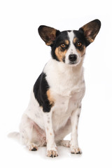 Cute mixed breed dog on white background