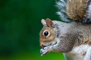 Obraz premium squirrels with lush green bokeh