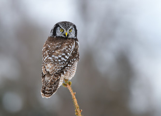Northern Hawk Owl Closeup Portrait in Winter