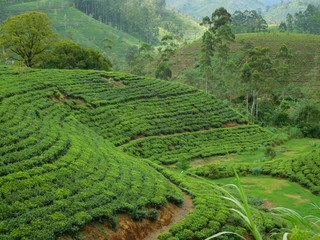 Sri Lankan tea plantations in Horton Plains, Sri Lanka.