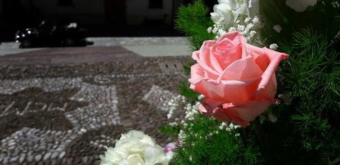 Rosa nel giardino in Primavera