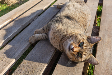 Male marble cat with clever stern and serious expression on his face, eye contact, lime eyes in the wild.