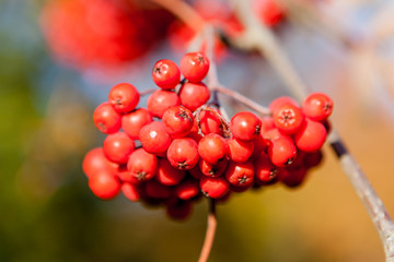 American mountain ash red berry close up