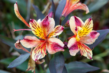 beautiful yellow and purple Orchids