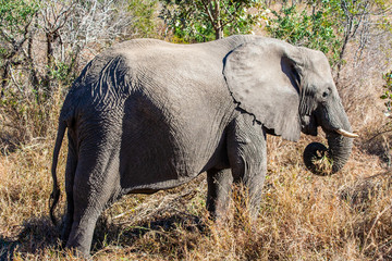 African elephant in the Kruger National Park, South Africa