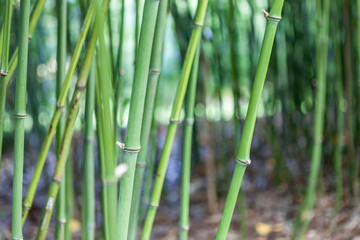 Obraz premium bamboo trees close up