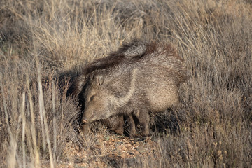 Two javelinas rubbing each other for marking