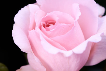 color photo of a bright-pink rose called Andre le Notre, focus in the middle of the rose