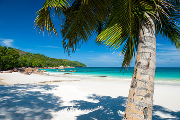 Fototapeta na wymiar A palm tree stands over the deserted tropical dream beach of Anse Lazio, on Praslin Island, in the Seychelless