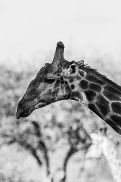 Giraffe in the Kruger National Park, South Africa
