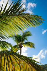 Palm fronds glowing in tropical sun in front of Caribbean island mountain landscape 