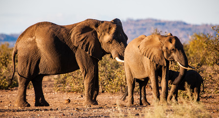 Fototapeta na wymiar African elephants in the Kruger National Park, South Africa
