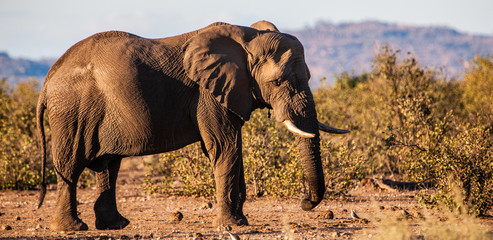 Obraz na płótnie Canvas African elephant in the Kruger National Park, South Africa