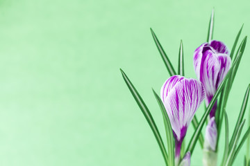 Large crocus Crocus sativus C. vernus flowers with purple streaks on a light green background for postcards, greetings for Mother's Day, Valentine's Day. Copy space.