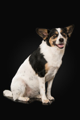 Cute mixed breed dog on black background